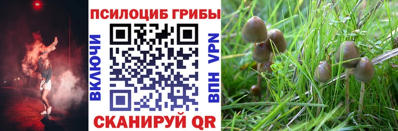 Галлюциногенные грибы Psilocybine cubensis Острогожск
